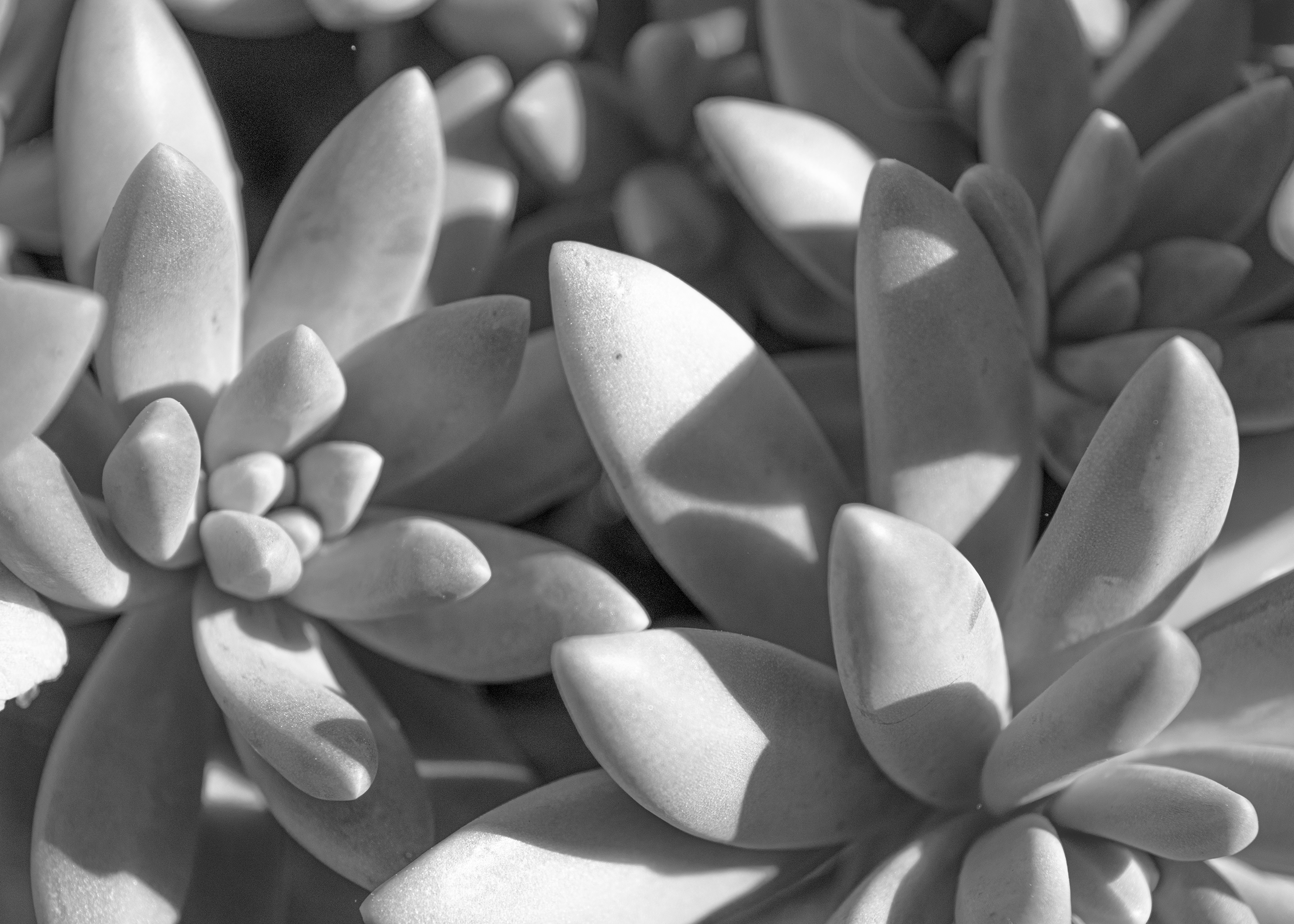 Photography Succulent Close Up